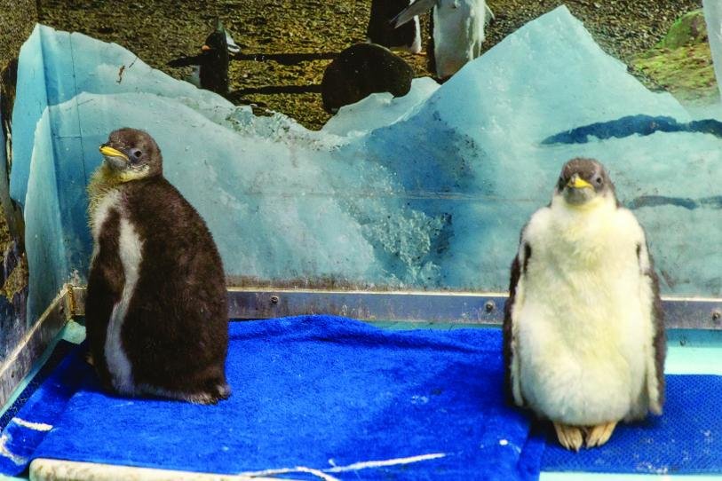 Acuario Inbursa, guardería para bebés pingüino