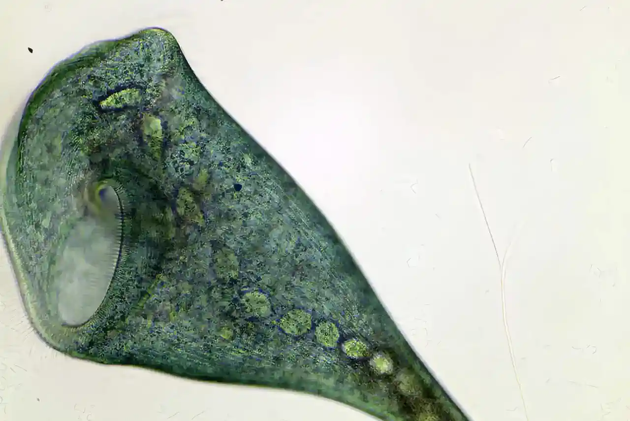 Un ser vivo de con forma de trompeta demuestra que no hace falta un cerebro para ser inteligente